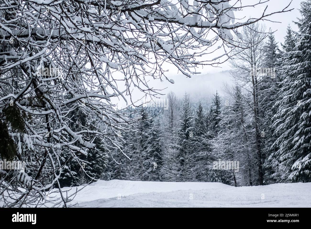Scena della neve con alberi sempreverdi coperti di neve in BC, Canada Foto Stock