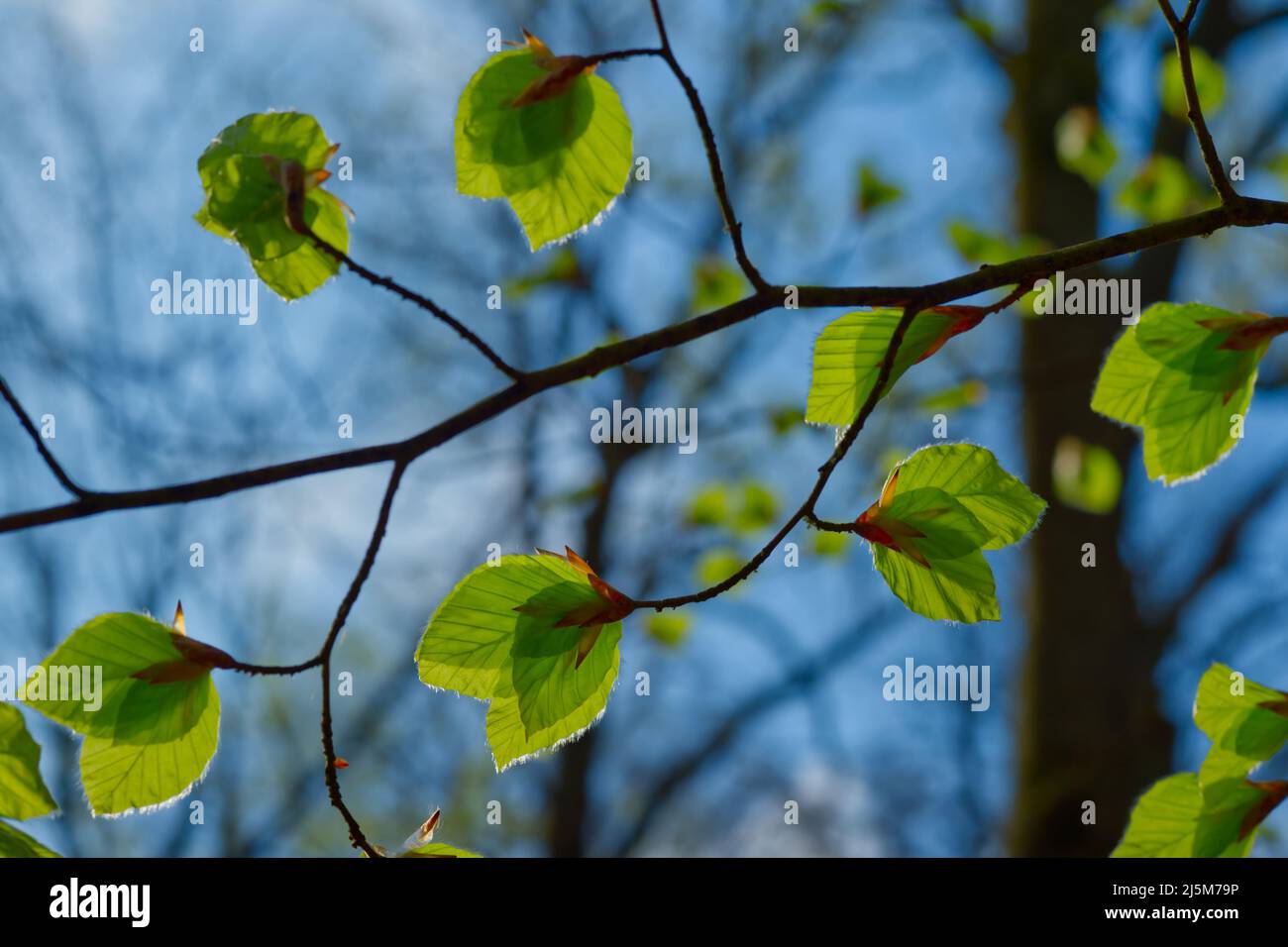 Singolo ramo del carpino europeo (Carpinus betulus) con più foglie verdi luminose in cielo azzurro chiaro in primavera Foto Stock