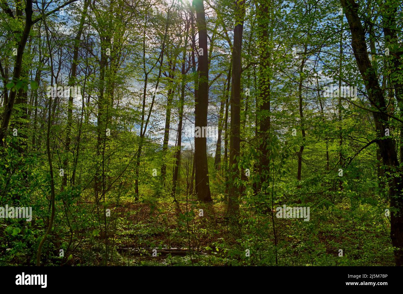 scena sognante di alberi nella foresta verde in primavera Foto Stock