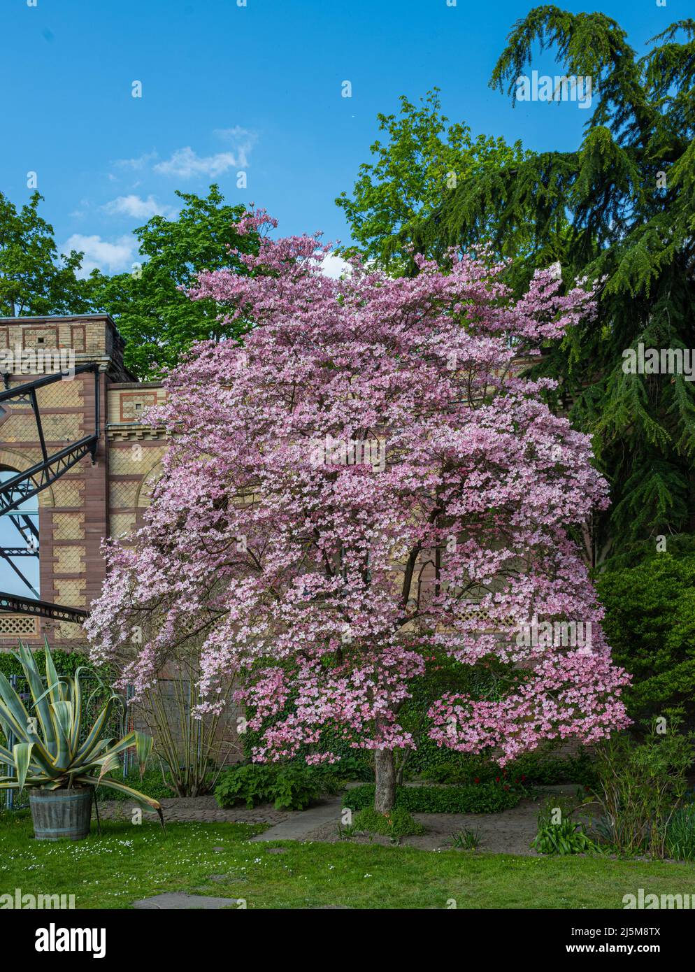 Fiori rosa su un albero di dogwood nel giardino botanico Karlsruhe. Germania, Baden Wuerttemberg, Europa Foto Stock