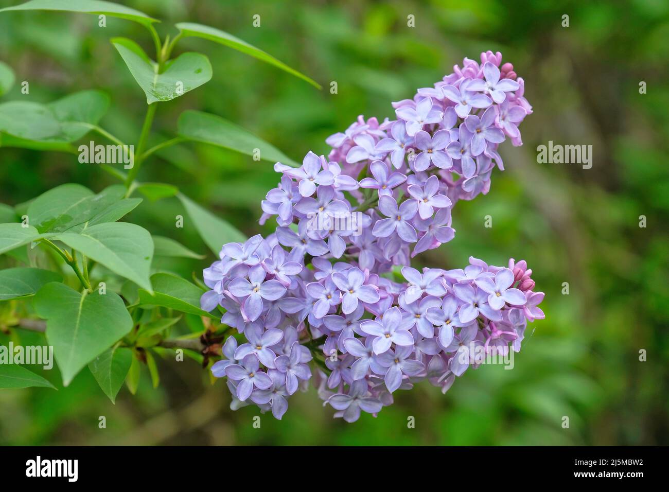 Lilla comune (Syringa vulgaris) fiori e foglie. Morbido fuoco verde verde sfondo verde verde. Foto Stock