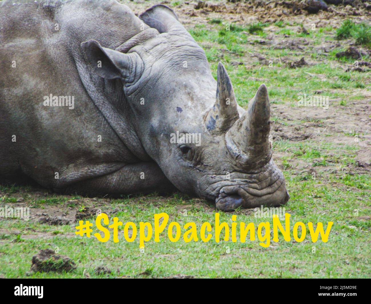 Primo piano su Rhino in un recinto zoo, con il messaggio Stop Poaching Now. Foto Stock