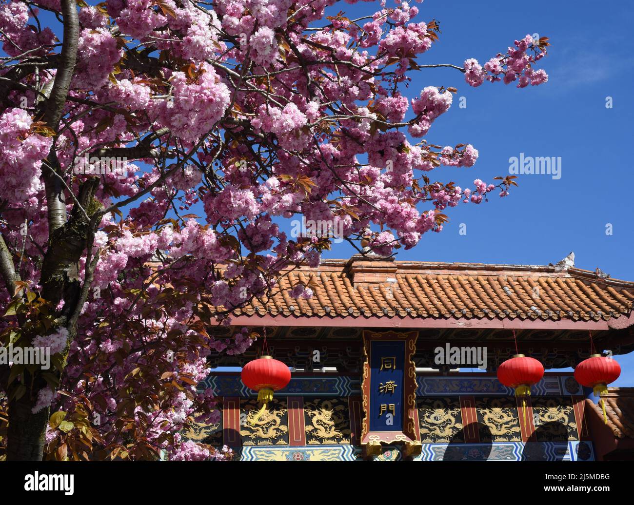I fiori di ciliegio fioriscono rosa nel quartiere di Chinatown a Victoria, British Columbia, Canada sull'isola di Vancouver. Foto Stock