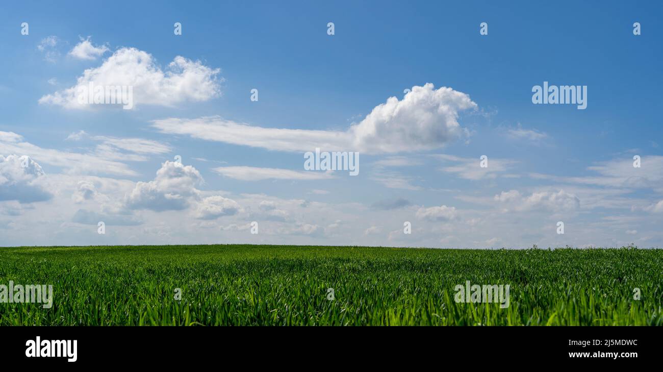 Erba verde e bellissimo cielo blu con nuvole di primavera sfondo Foto Stock