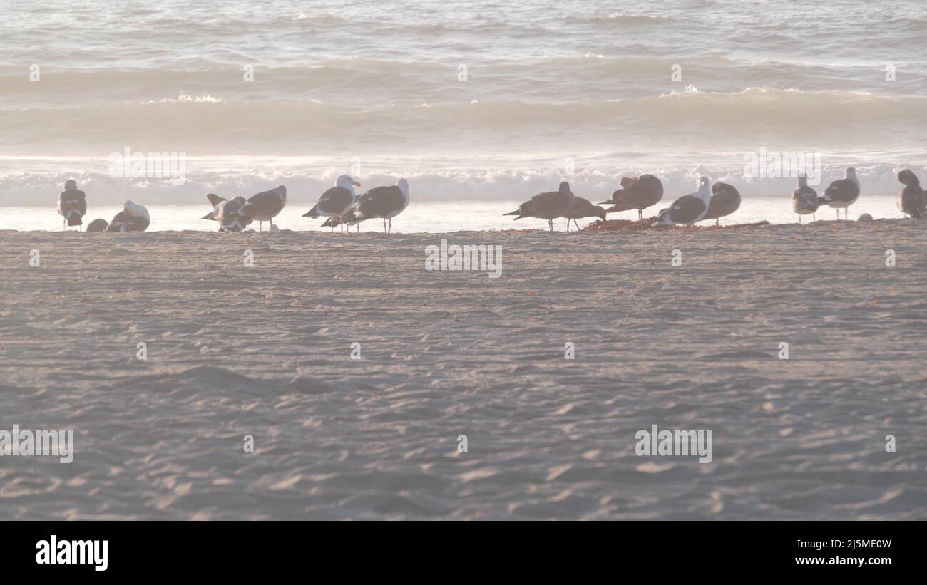 Uccelli Seagull da mare in spiaggia, onde di mare al tramonto in California, Stati Uniti. Gregge o colonia di uccelli sulla costa sabbiosa del pacifico, molti gabbiani marini e stagcape al tramonto su Mission Beach. Foto Stock