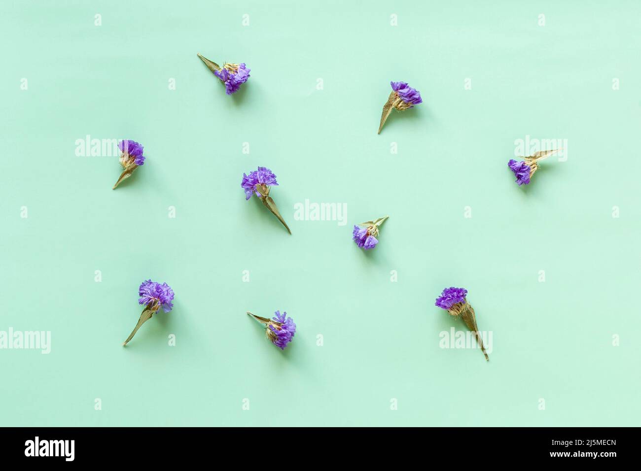 statice fiori su sfondo azzurro, vista dall'alto, sfondo floreale Foto Stock