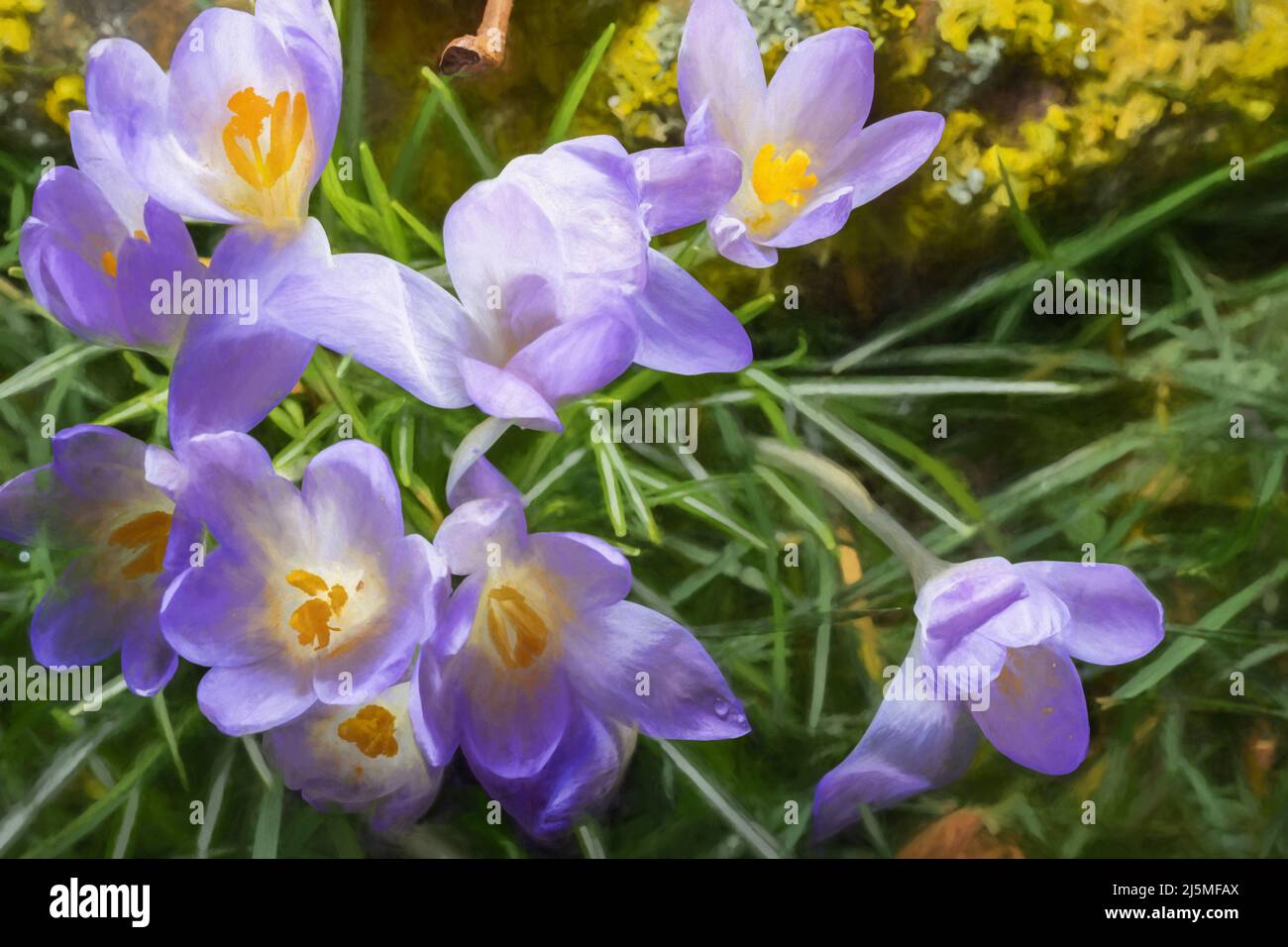 Poster di belle arti. Dipinto astratto digitale ad olio di un perenne fiore di Crocus viola della famiglia Iris. Foto Stock
