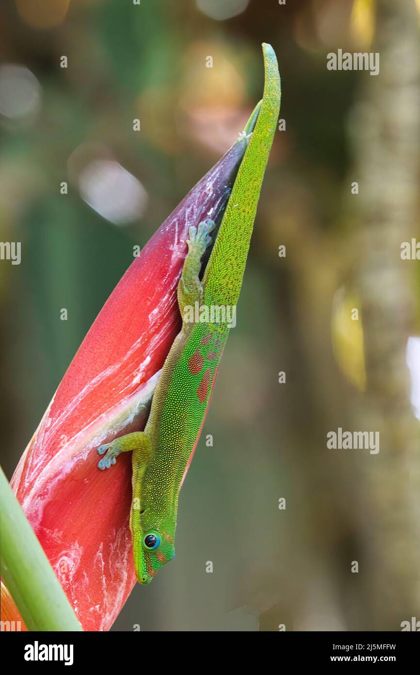 oro olorante polvere gecko che si nutrono su un fiore rosso brillante heliconia. Foto Stock