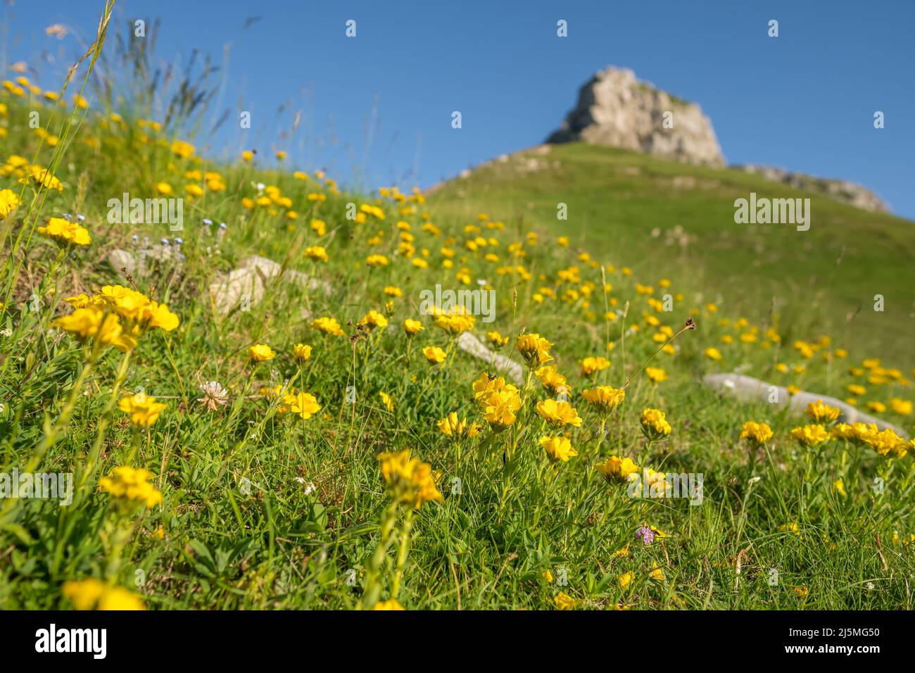 Prato di fiori gialli Fiori gialli alpini gialli nel Parco Nazionale Durmitor, Montenegro Foto Stock