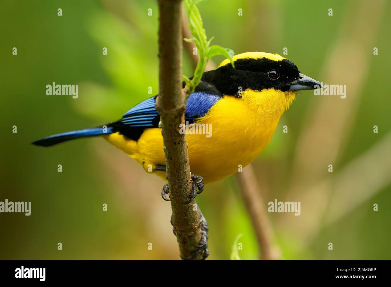 Tanager montano con spalla blu o alare blu - Anisognathus somptuosus uccello giallo in Thraupidi, foresta di altopiano e boschi nelle Ande di Boli Foto Stock
