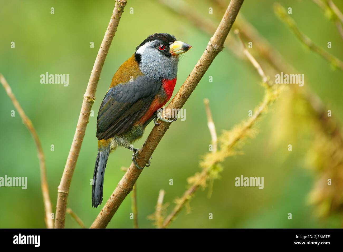 Toucan Barbet - Semnornis ramphastinus uccello originario dell'Ecuador e della Colombia, Semnornithidae, strettamente legato ai toucans, robusta becco giallo, nero Foto Stock