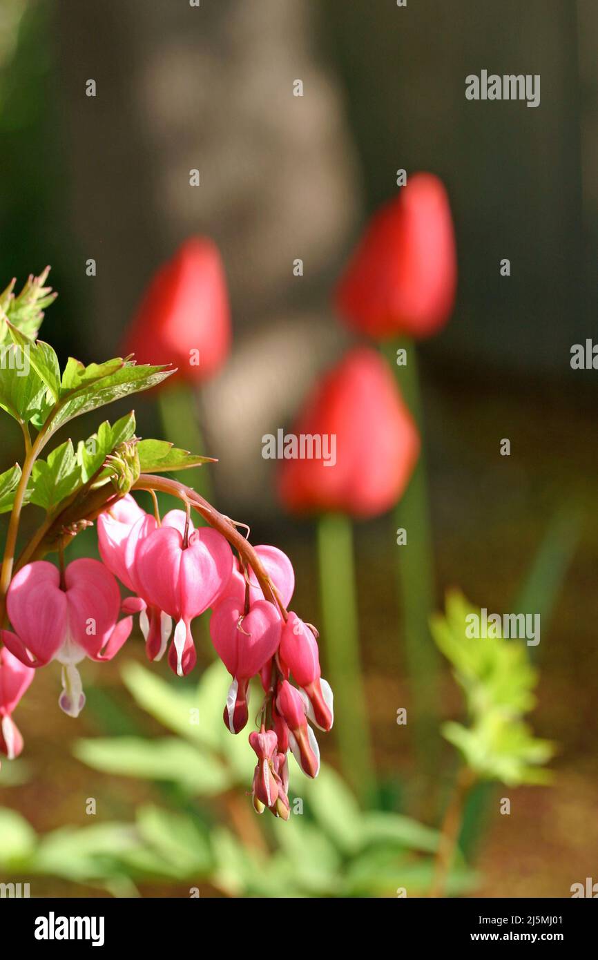 Cuore sanguinante (Dicentra spectabilis) fiori perenni in un giardino del New England in primavera con tulipani rossi sullo sfondo Foto Stock