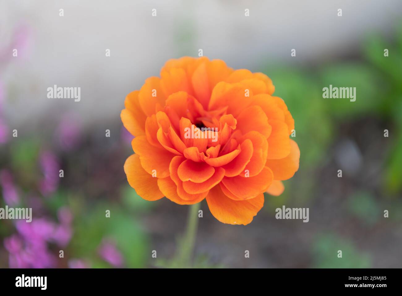 primo piano di vista del bellissimo ranunculus arancio fiore Foto Stock