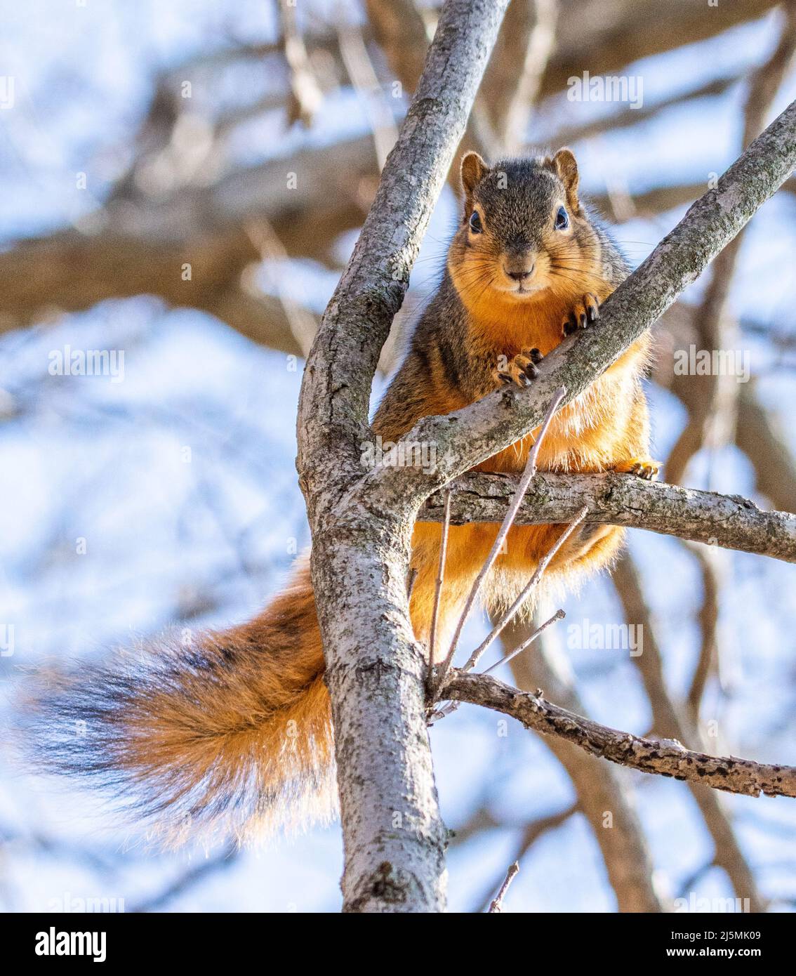 Uno scoiattolo di volpe orientale arroccato su un albero è sorvegliato in un'area boscosa di Culver, Indiana, Stati Uniti Foto Stock