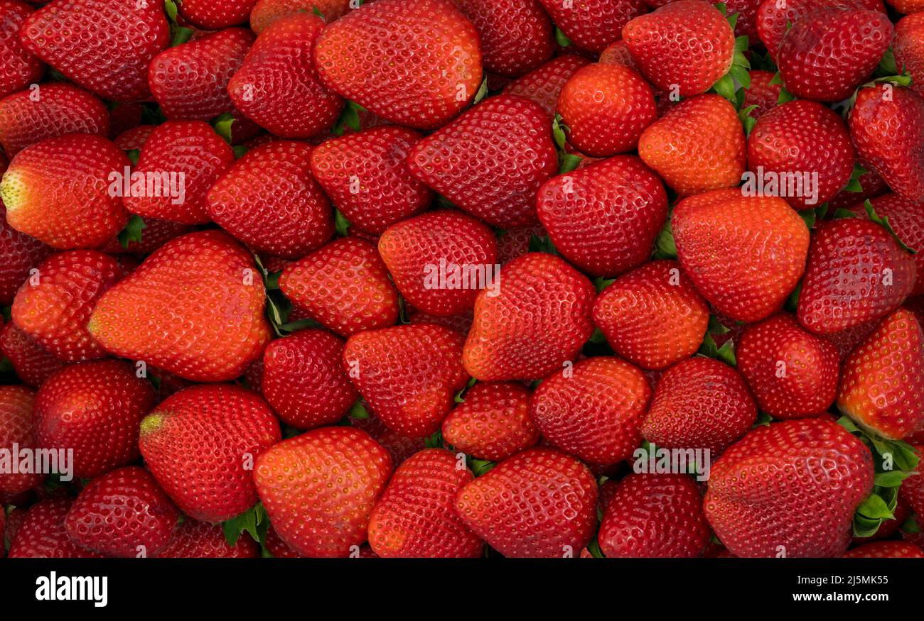 Sfondo tessitura di fragole fresche biologiche Foto Stock