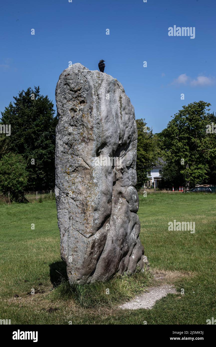 Una grande pietra di Sarsen formata 23 milioni di anni fa con un Carrion Crow arroccato in cima ai monumenti Neolitico henge a Avebury in Wiltshire, Regno Unito Foto Stock
