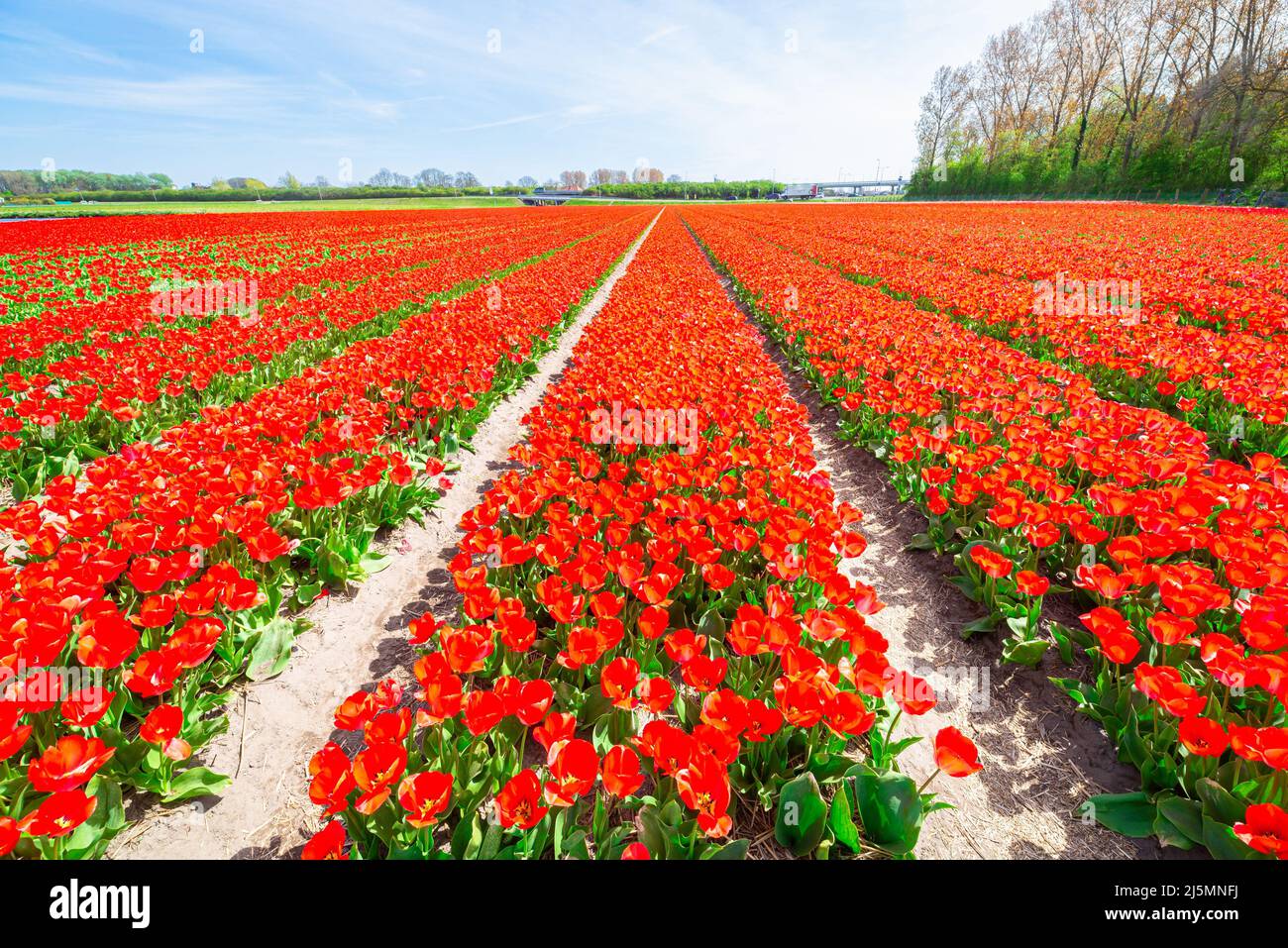 File di tulipani rossi nel famoso Bollenstreek ('Bulb Area') nella parte occidentale dell'Olanda Foto Stock