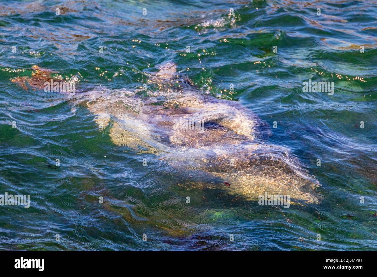 Porto foche madre e cucciolo (Phoca vitulina) nuoto appena sotto la superficie dell'acqua. Pacific Grove, California, Stati Uniti. Foto Stock