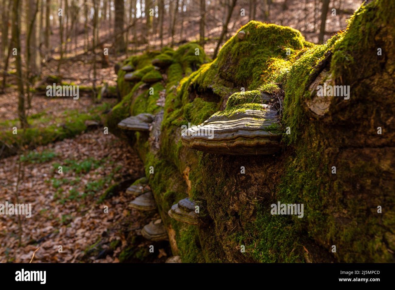 Percorso attraverso la Riserva del Monte Faggio - in polacco Bukowa Gora - in Zwierzyniec, regione Roztochia in Polonia. Fomes fomentarius (fungo finto tinder) Foto Stock