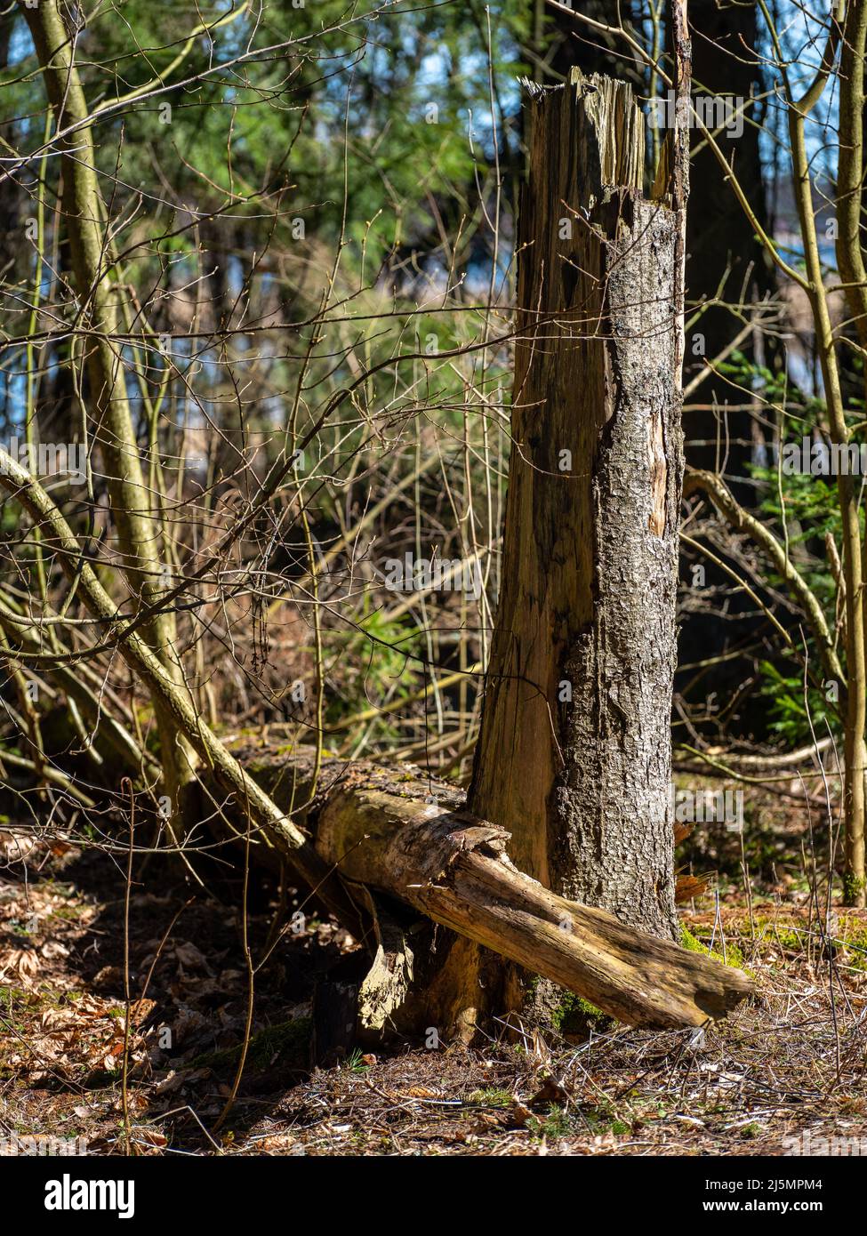 Helsinki / Finlandia - 17 APRILE 2022: I raggi solari gettano luce sulla foresta primordiale. Tronchi di albero nella foresta naturale. Foto Stock