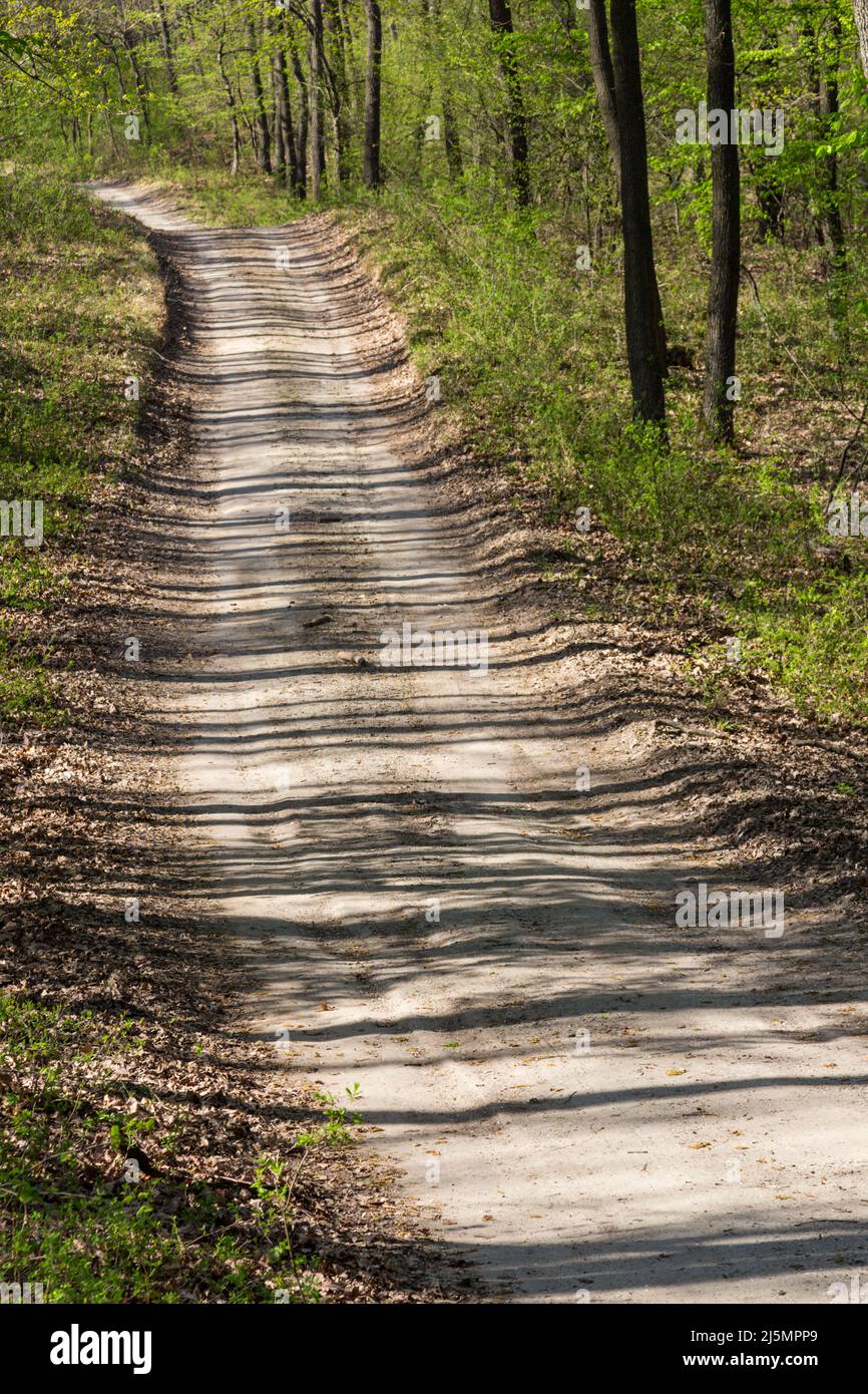 Sentiero forestale con ombre di alberi in primavera Foto Stock