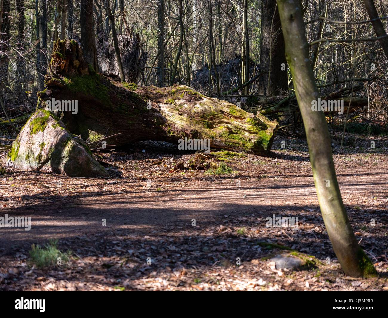 Helsinki / Finlandia - 17 APRILE 2022: I raggi solari gettano luce sulla foresta primordiale. Tronchi di albero nella foresta naturale. Foto Stock
