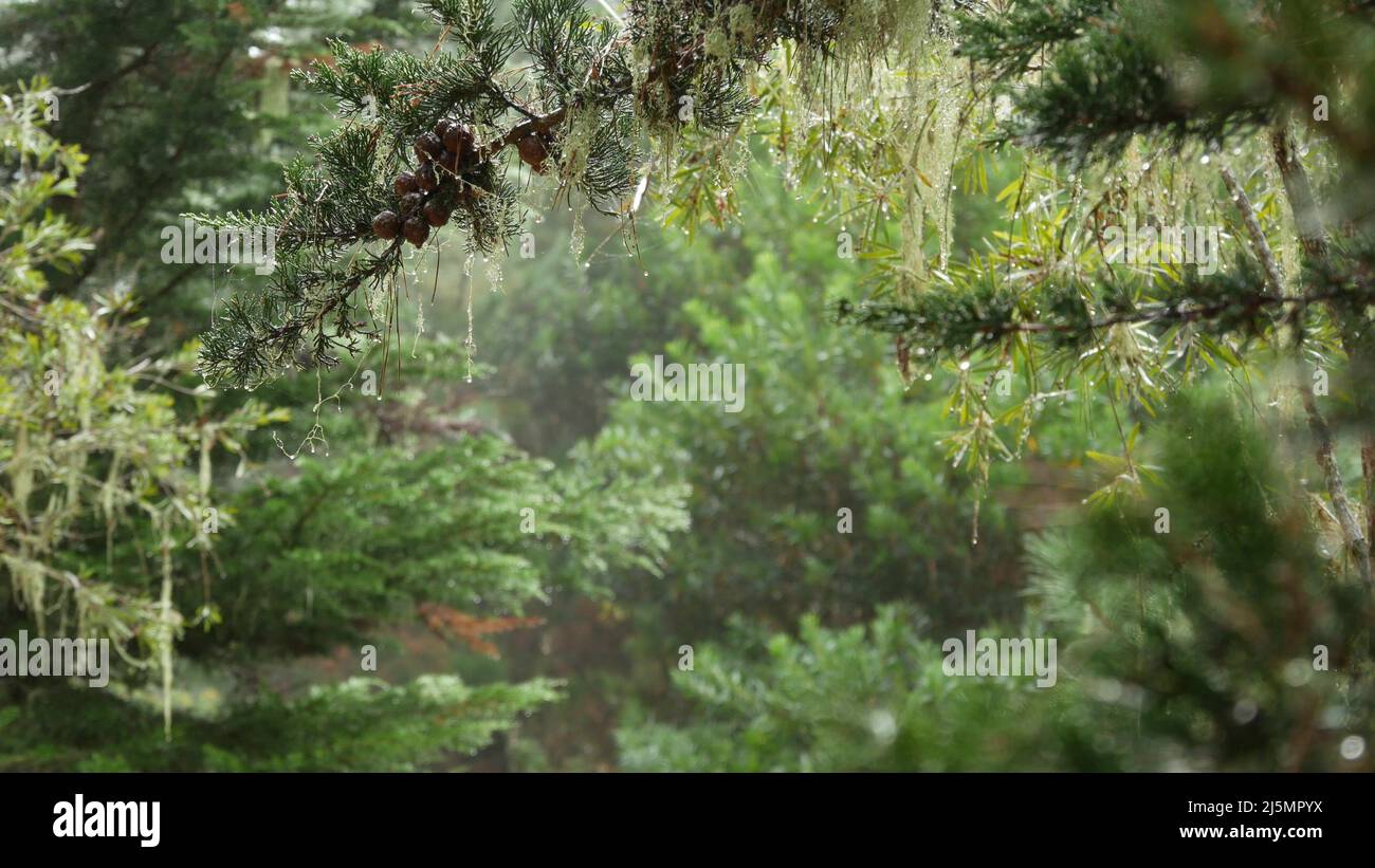 Pizzo lechen muschio appeso, rami di albero in nebbia foresta. Boschi surreali, fata misterioso vecchio boschetto, fantasy bosco. Piante ricoperte di fungo parassita. Monterey flora, California Stati Uniti Foto Stock