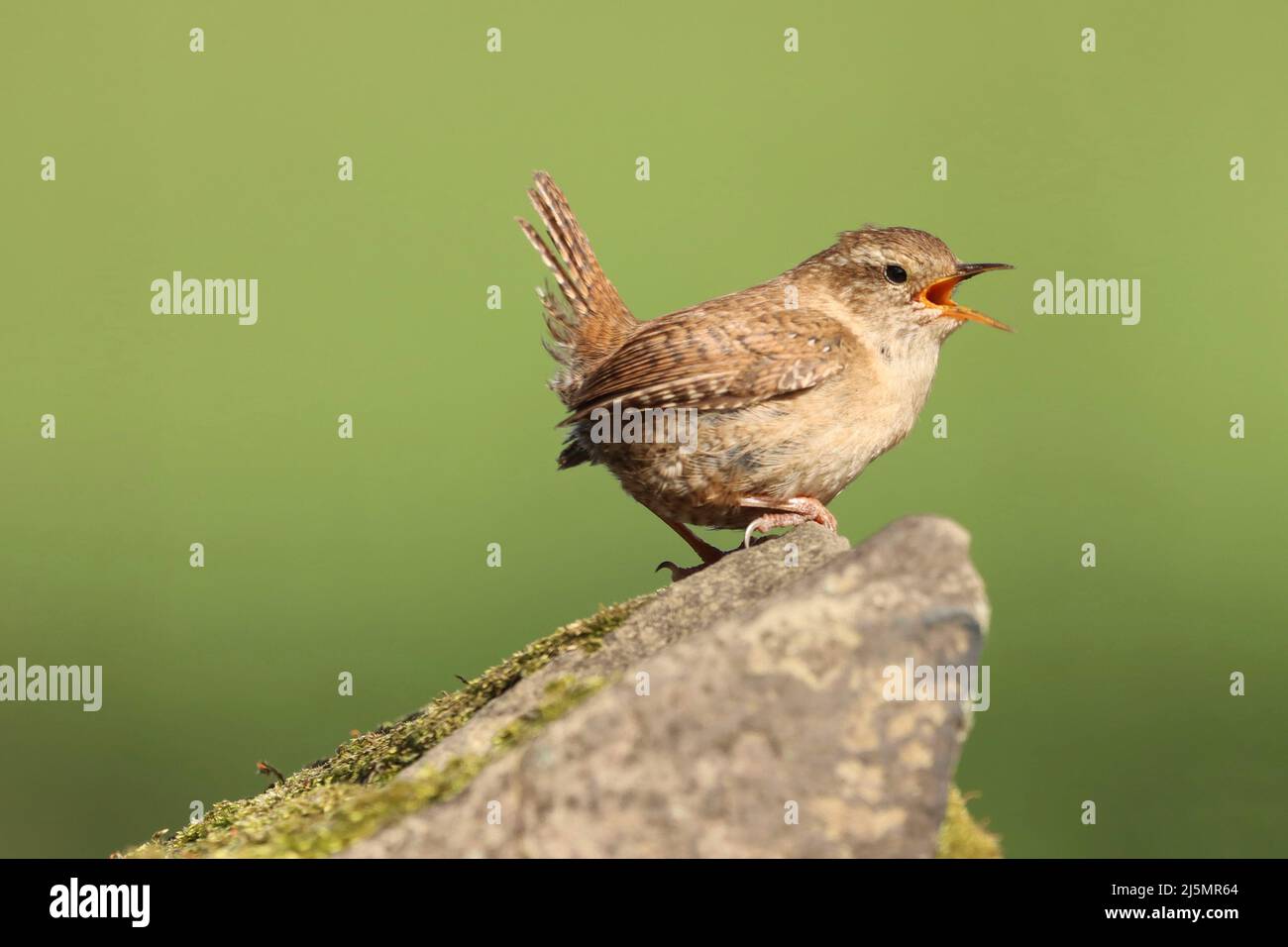 Canto Wren al lago Hollingworth Foto Stock