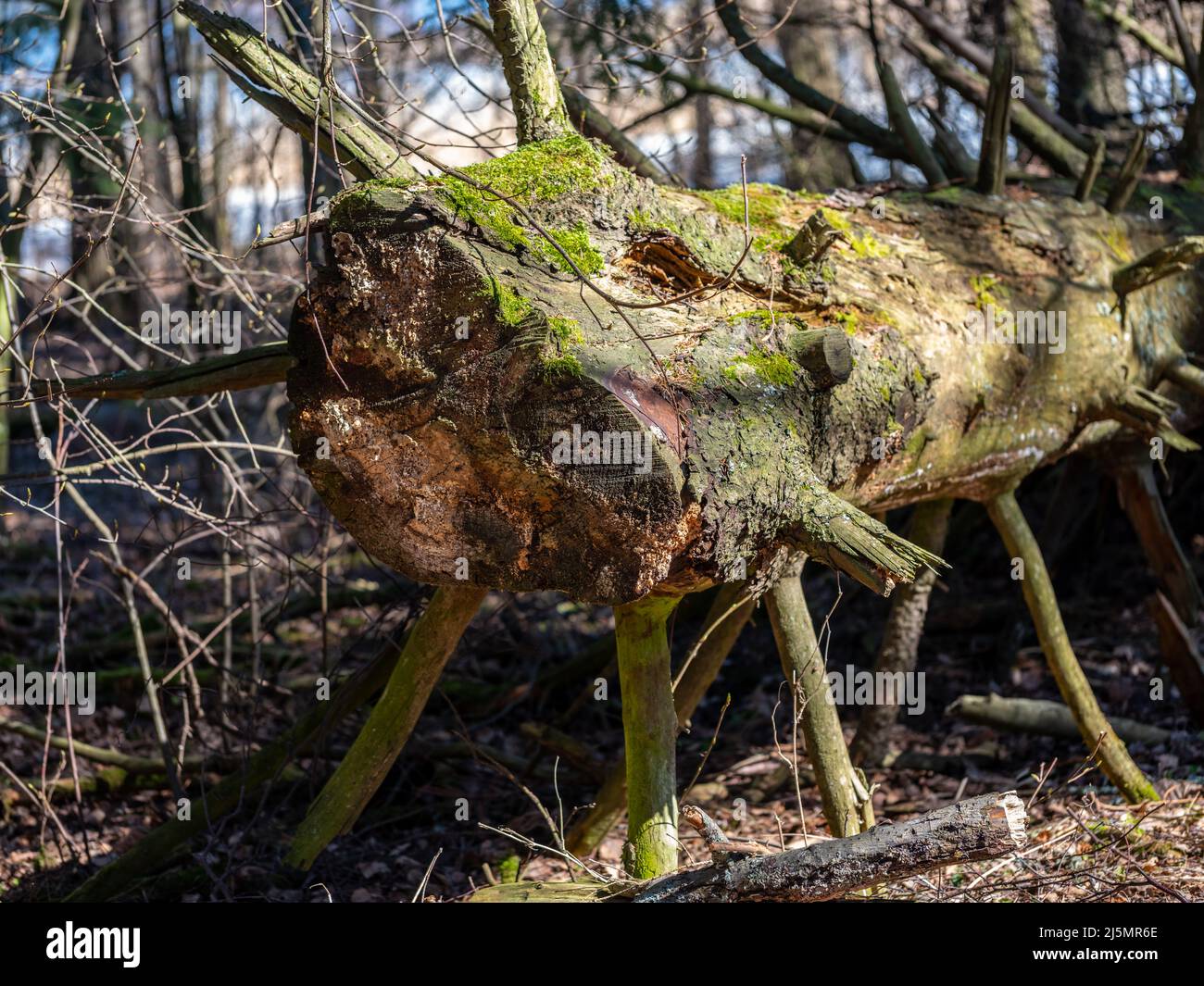 Helsinki / Finlandia - 17 APRILE 2022: I raggi solari gettano luce sulla foresta primordiale. Tronchi di albero nella foresta naturale. Foto Stock