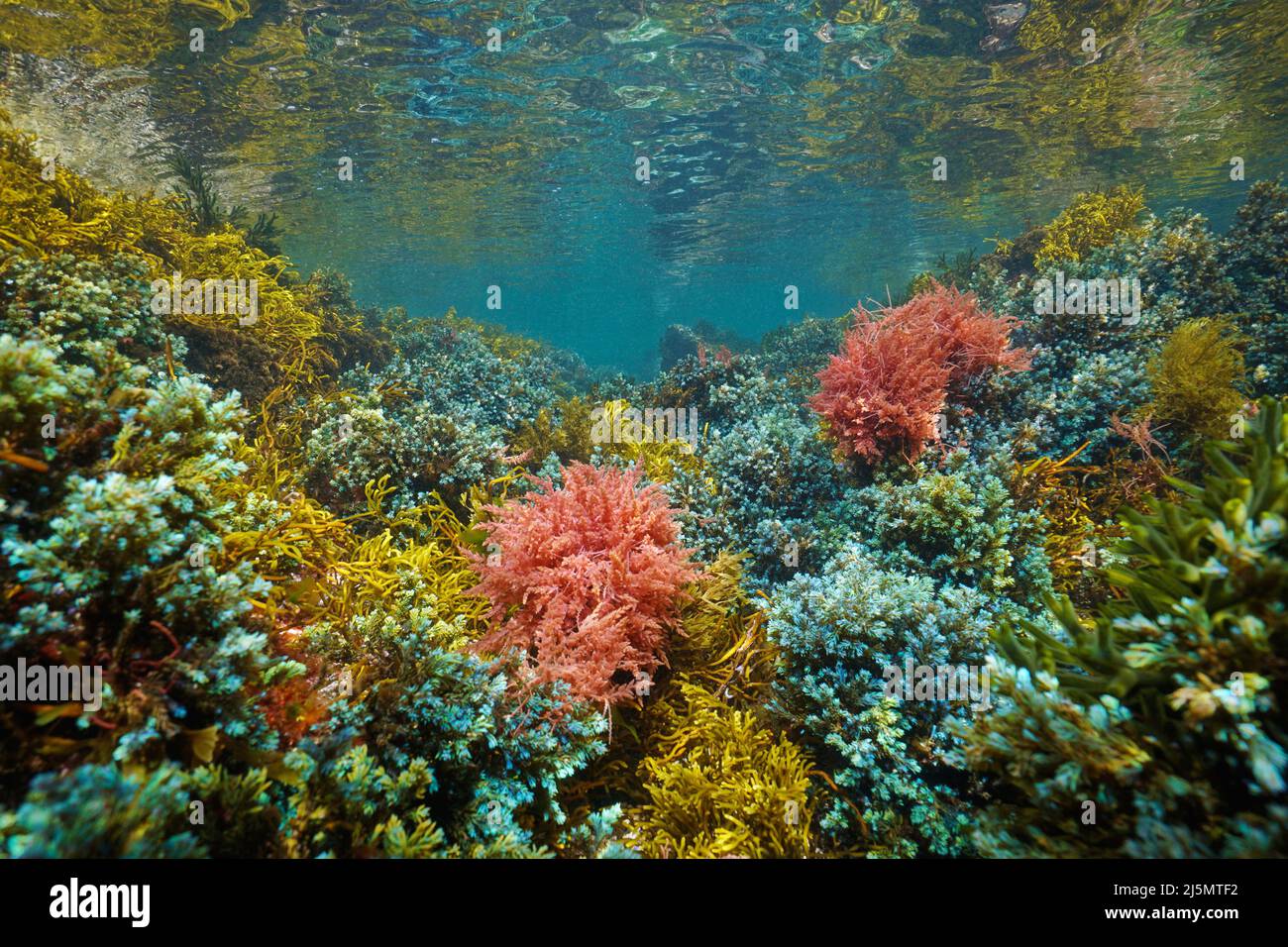 Alghe marine colorate sott'acqua nell'oceano, alghe atlantiche orientali, Spagna Foto Stock