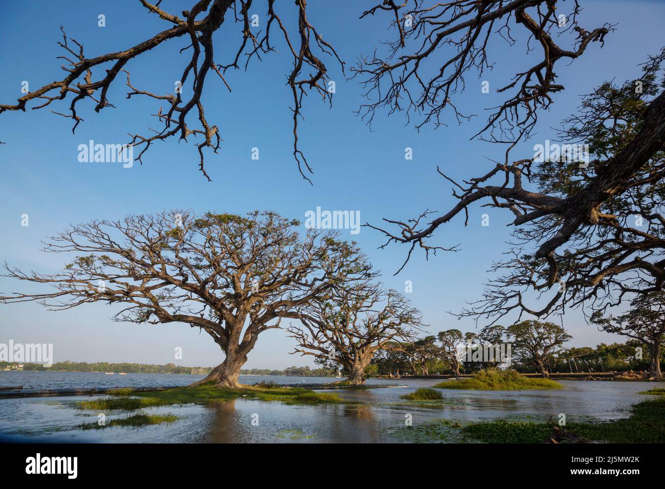 Splendidi paesaggi naturali in Sri Lanka - grandi alberi sul lago Foto Stock