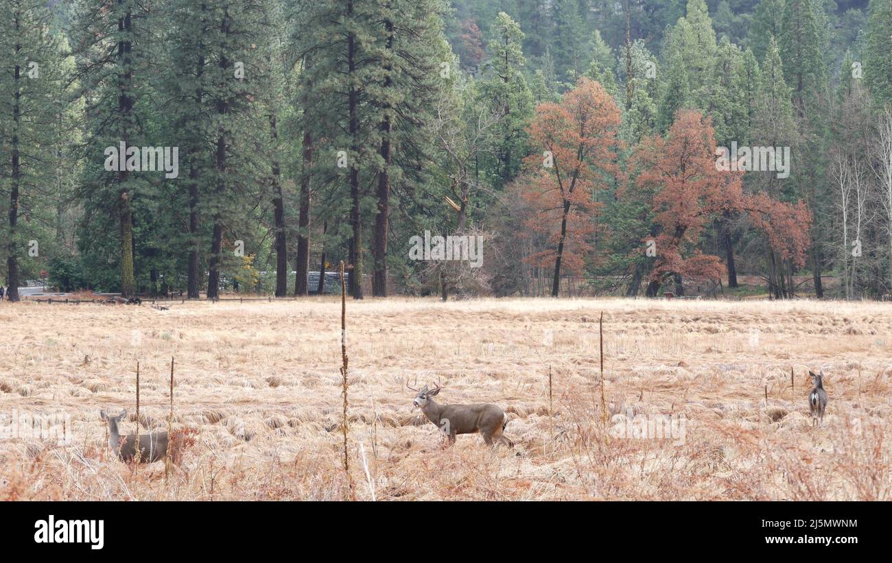 Famiglia di cervi pascolo sul prato nella valle di Yosemite da Tioga strada, California fauna selvatica, Stati Uniti. Animali selvatici mandria che si nutrono sulla glade da foresta nebbia e montagne in libertà. Autunno caduta campo di erba. Foto Stock