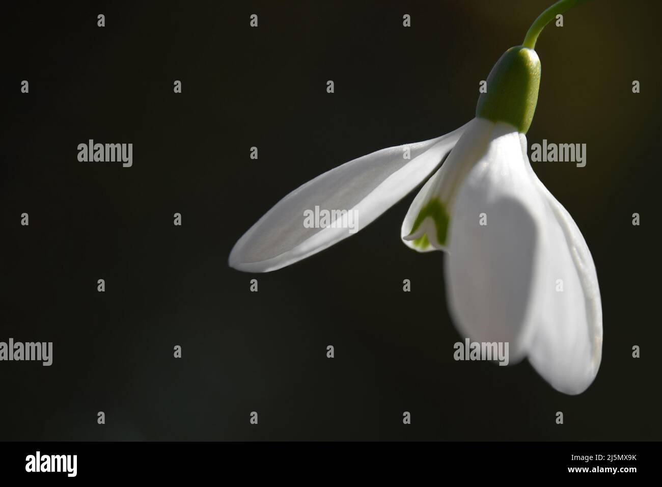 Primo piano della goccia di neve su sfondo scuro con spazio di copia Foto Stock