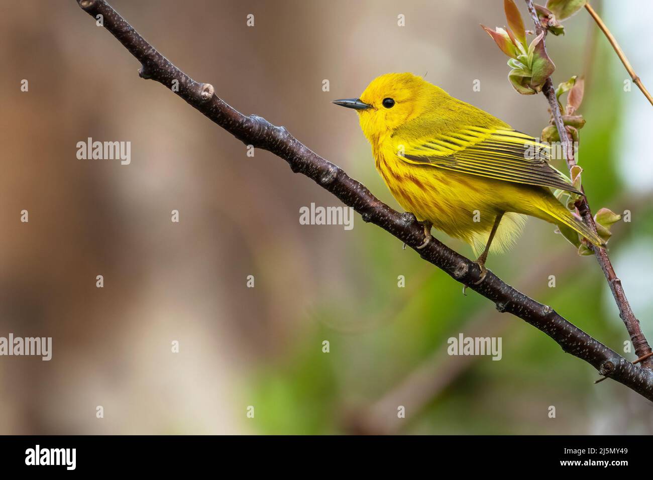 Warbler giallo durante la migrazione della molla Foto Stock