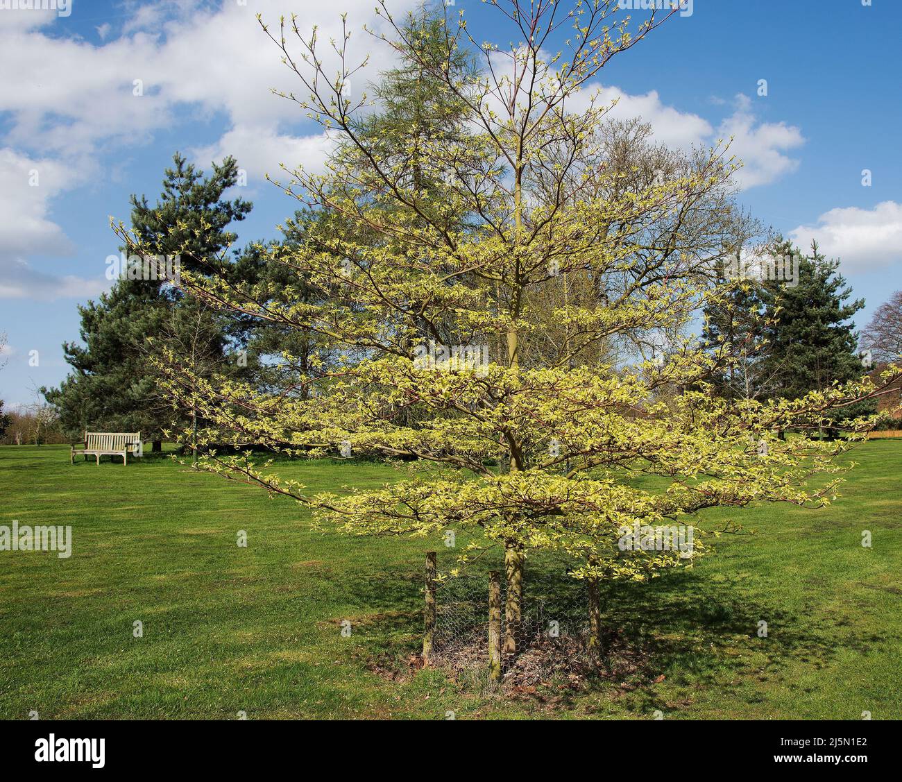Cornus controlversa un albero deciduo con un caratteristico motivo ramificato a più livelli e foglie lucide ed ellittiche Foto Stock