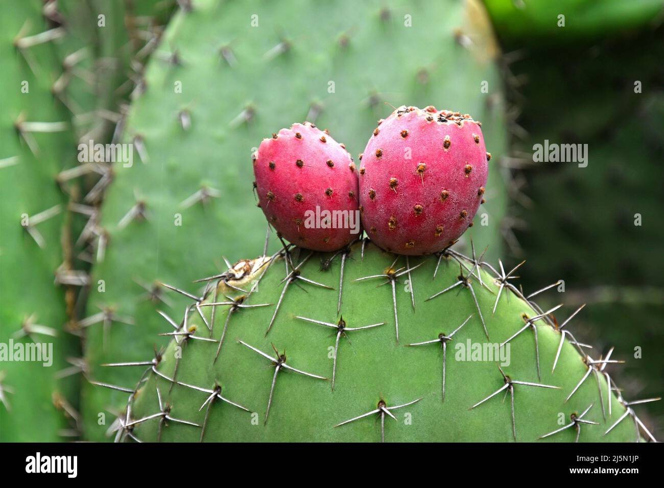 Opuntia cactus Opuntia da vicino con frutti rossi e spine acuminate. Foto Stock