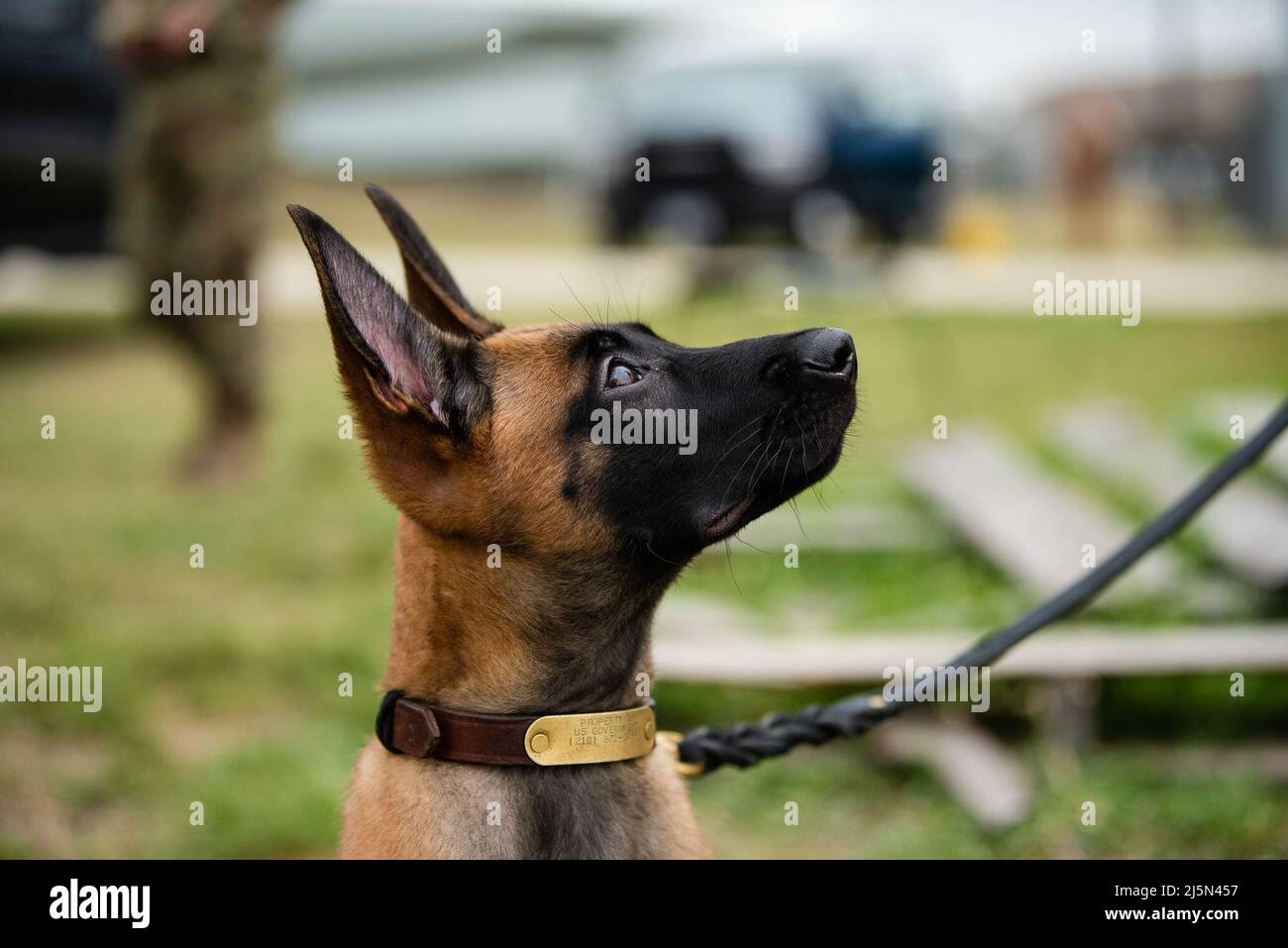 Un cucciolo del programma militare di allevamento di cani da lavoro presso la Joint base di San Antonio-Lackland, Texas, esplora i grandi spazi aperti il 21 aprile 2022. Lo Squadrone di addestramento 341st forma MWD e gestori per il Dipartimento della Difesa, migliorando la letalità e la prontezza della forza totale. (STATI UNITI Air Force foto di Miriam Thurber) Foto Stock