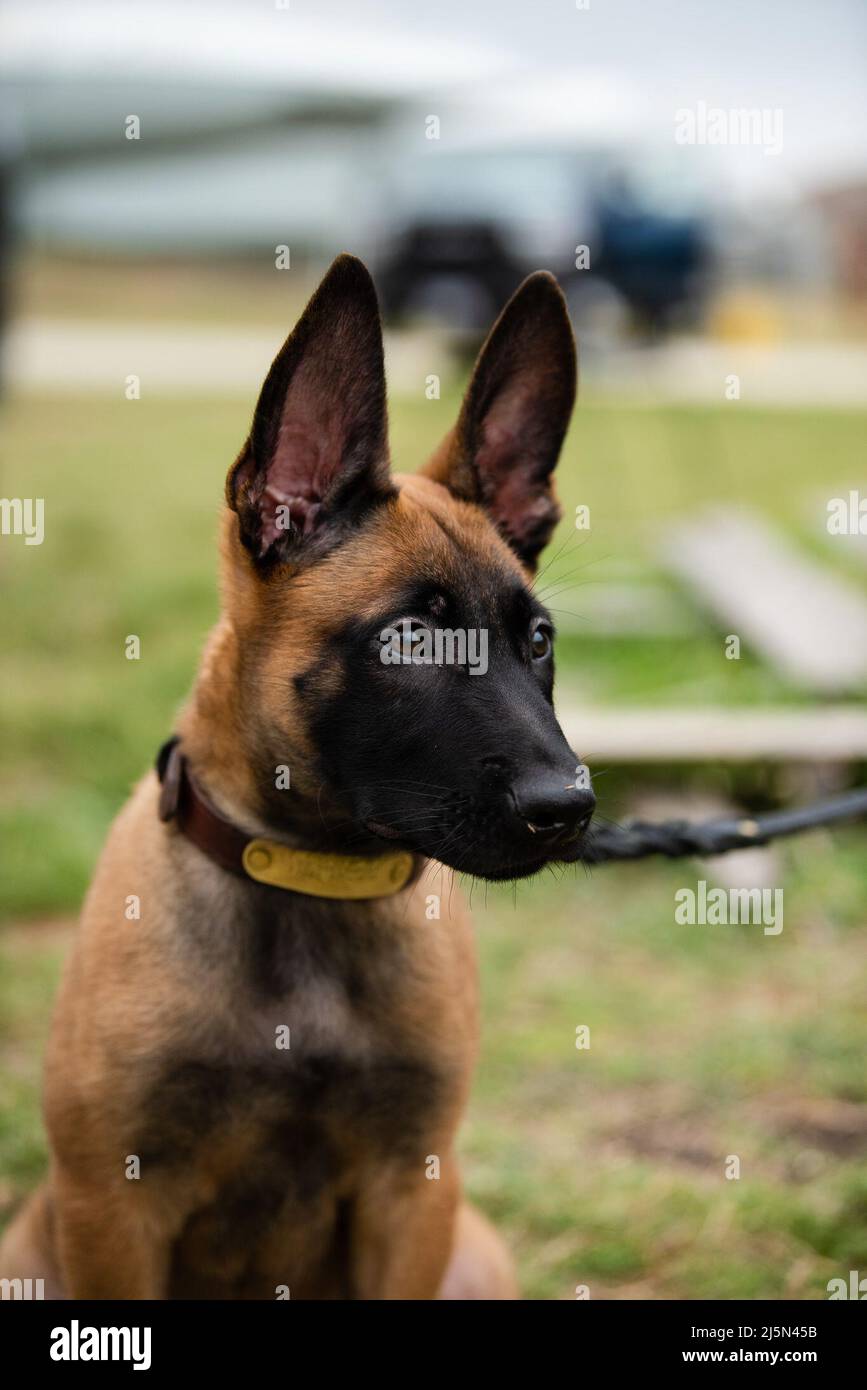 Un cucciolo del programma militare di allevamento di cani da lavoro presso la Joint base di San Antonio-Lackland, Texas, esplora i grandi spazi aperti il 21 aprile 2022. Lo Squadrone di addestramento 341st forma MWD e gestori per il Dipartimento della Difesa, migliorando la letalità e la prontezza della forza totale. (STATI UNITI Air Force foto di Miriam Thurber) Foto Stock