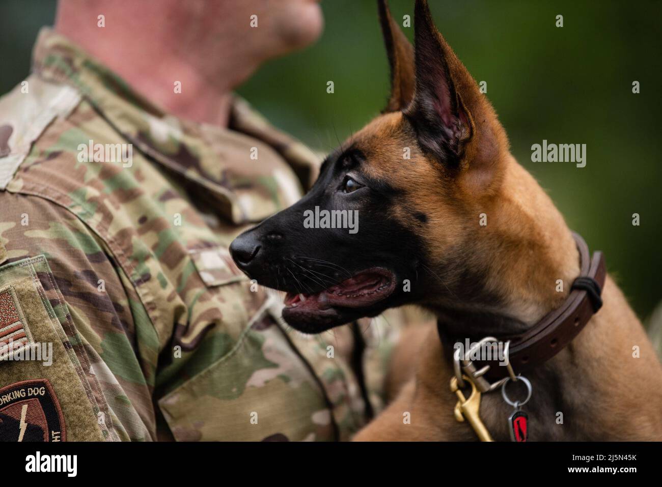 Un cucciolo del programma militare di allevamento di cani da lavoro presso la Joint base di San Antonio-Lackland, Texas, esplora i grandi spazi aperti il 21 aprile 2022. Lo Squadrone di addestramento 341st forma MWD e gestori per il Dipartimento della Difesa, migliorando la letalità e la prontezza della forza totale. (STATI UNITI Air Force foto di Miriam Thurber) Foto Stock