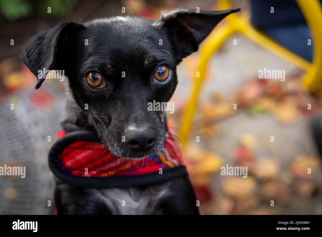 Chihuahua mix mendicante per le delizie Foto Stock