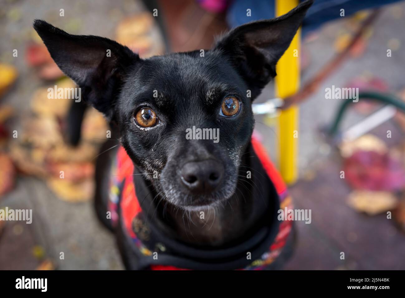 Chihuahua mix mendicante per le delizie Foto Stock