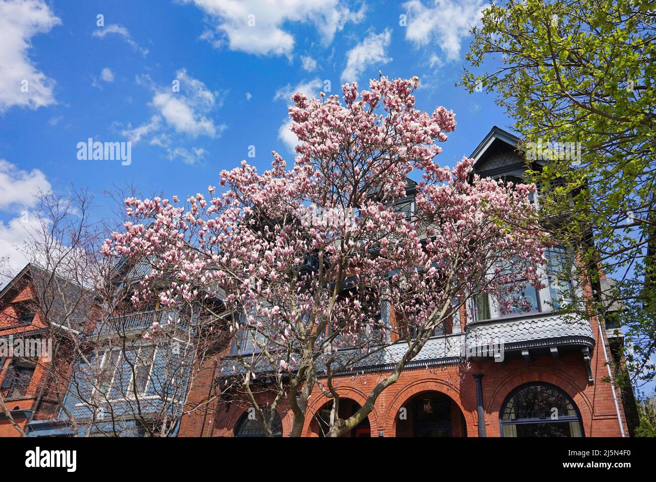 Scena primaverile con alberi di magnolia in fiore Foto Stock