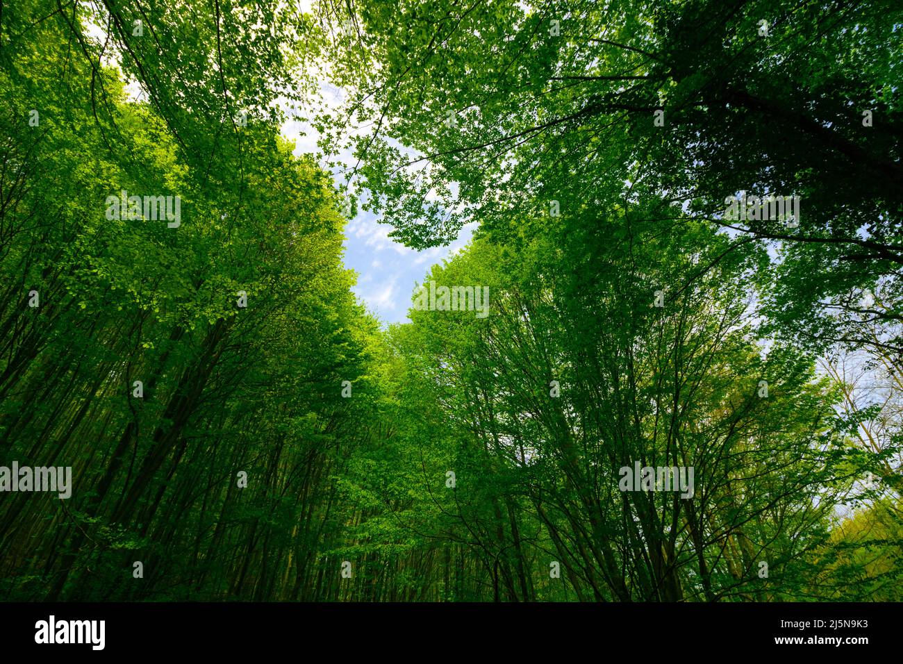 Foto di sfondo a zero o a zero emissioni di carbonio. Vista ad angolo basso della lussureggiante foresta. Foto Stock