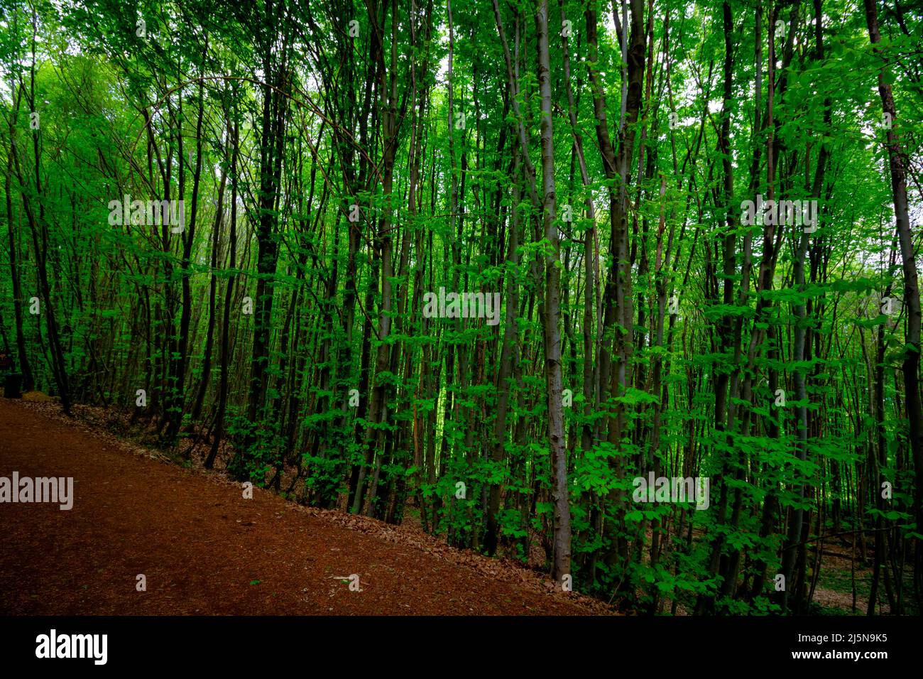 percorso trekking nella lussureggiante foresta in primavera. Concetto di stile di vita sano. Foto Stock
