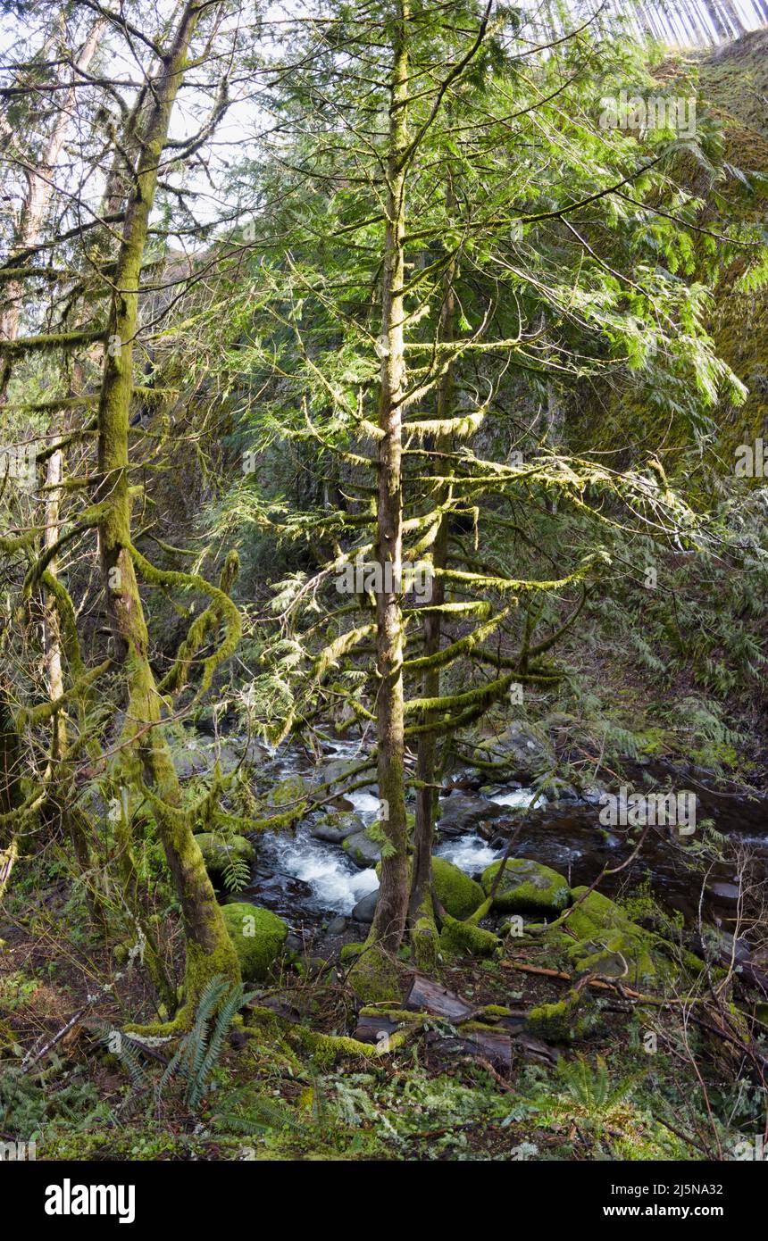 Un groviglio di alberi coperti di muschio, felci e altra vegetazione cresce selvaggia accanto al panoramico Multnomah Creek nell'Oregon settentrionale. Foto Stock