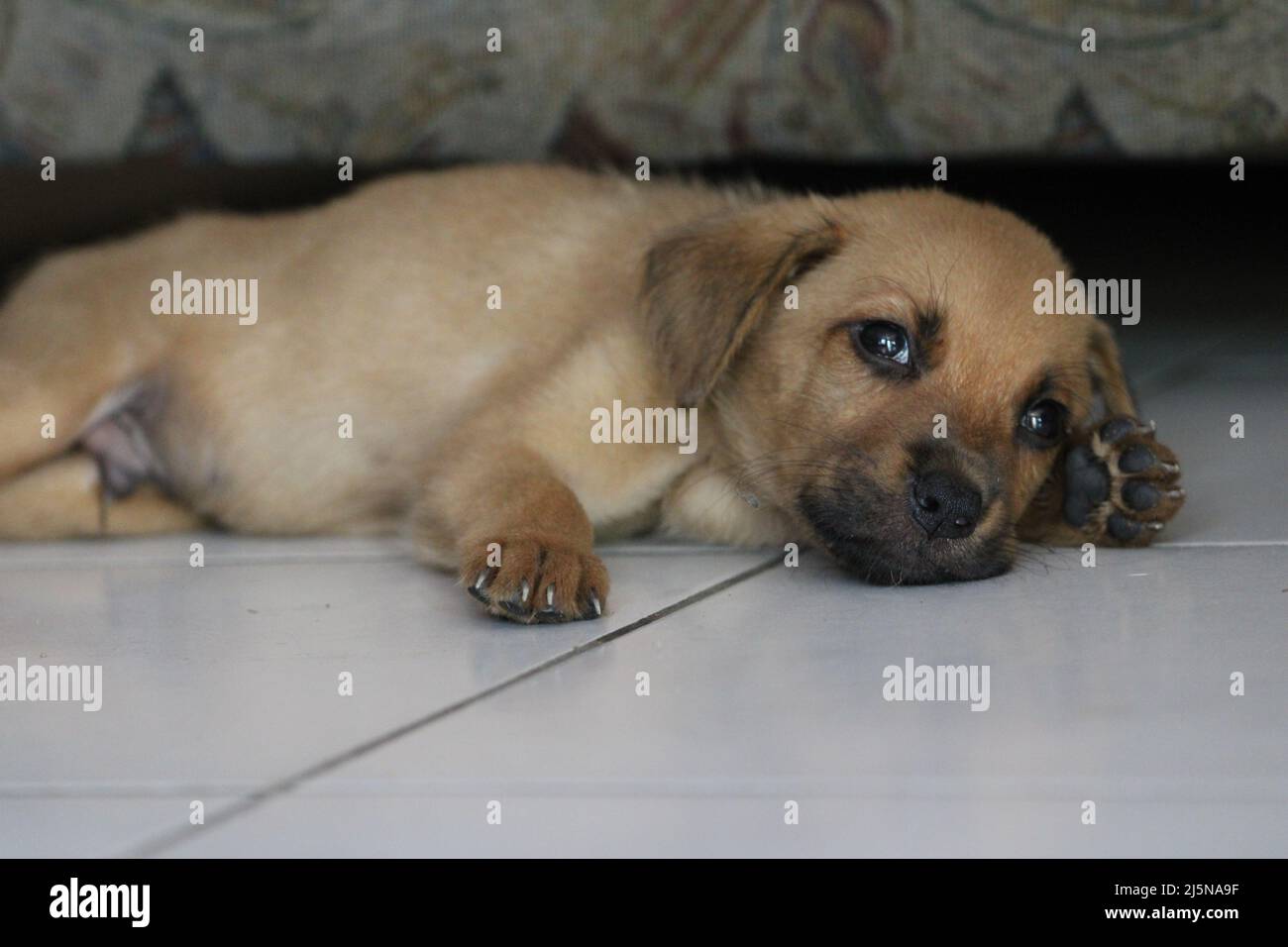 Un cucciolo marrone adagiato su piastrelle in una casa a Port Moresby nel 2022 Foto Stock