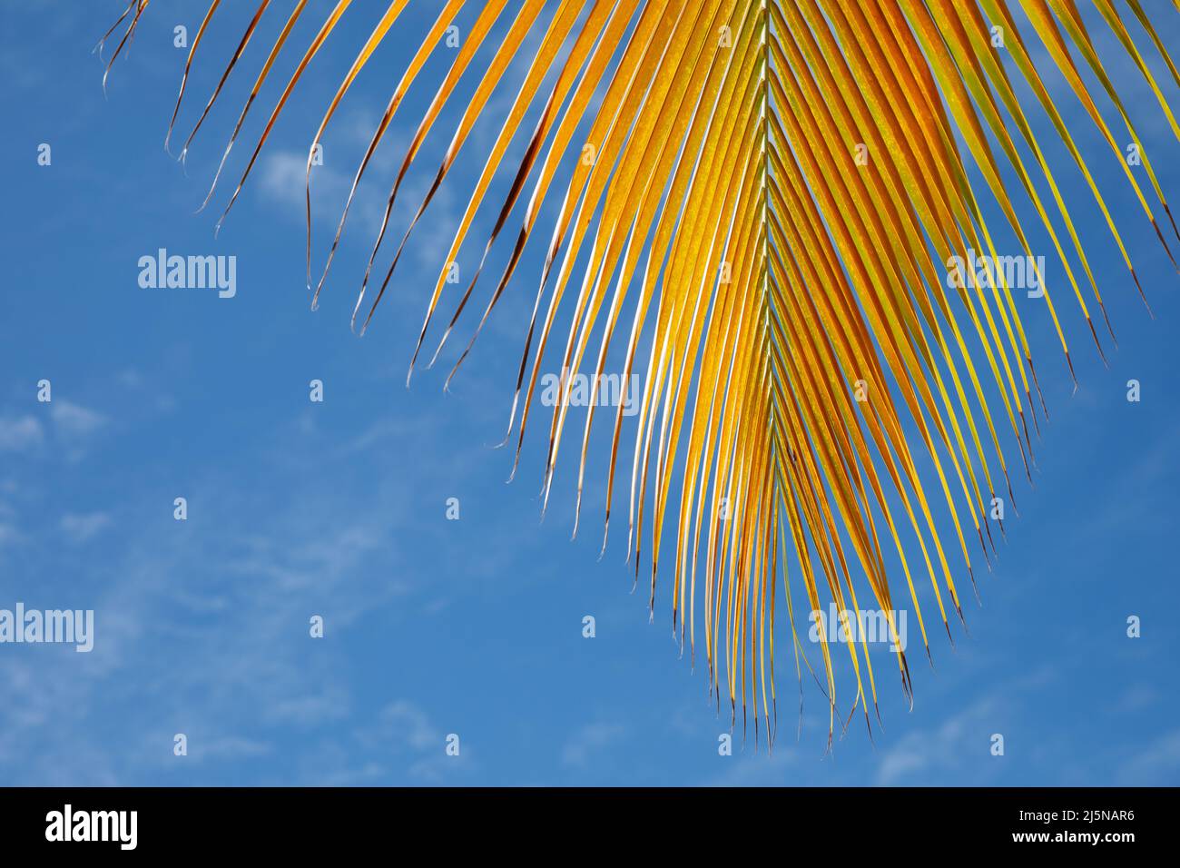 Primo piano con foglie di palma, Repubblica Dominicana, spiaggia soleggiata, palme, sulla costa Foto Stock