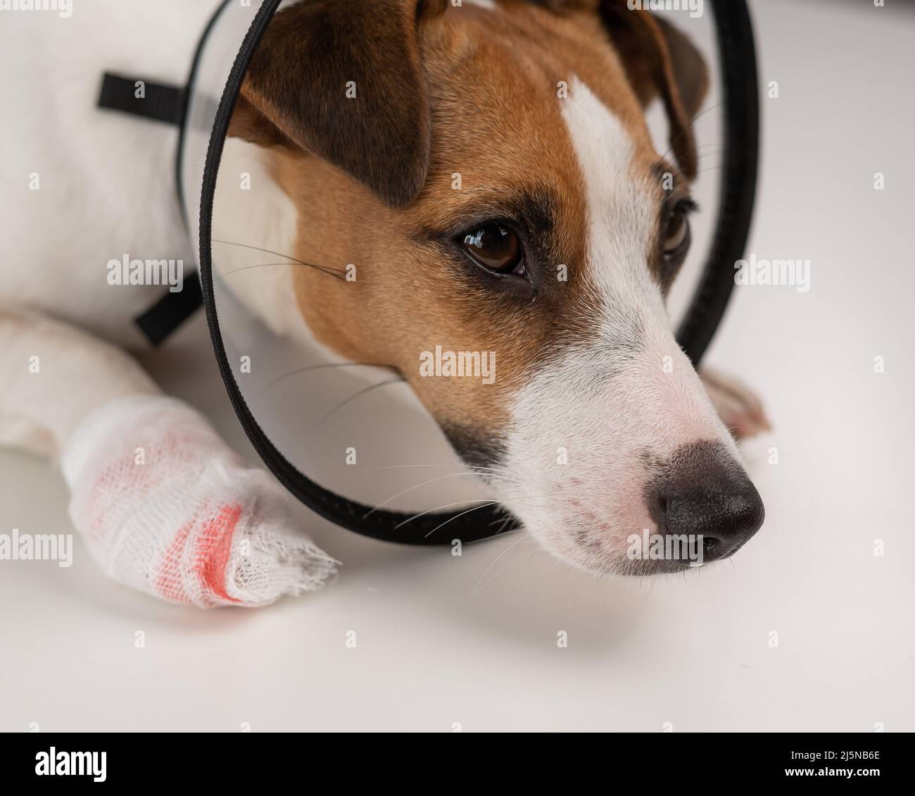 Jack Russell Terrier cane con una zampa in un collo a cono. Foto Stock