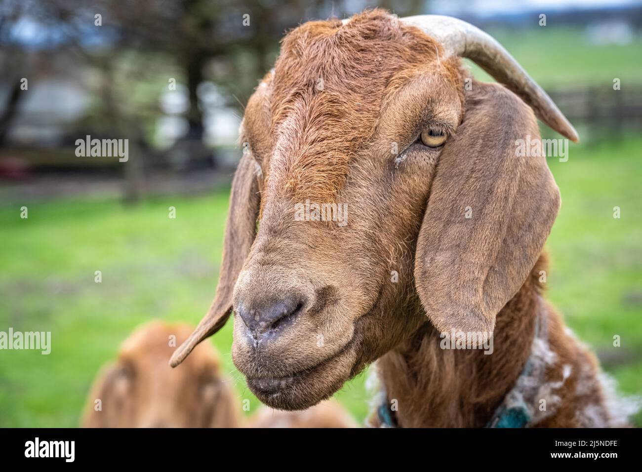 Primo piano di una capra in piedi per guardare sopra una recinzione su una fattoria a conduzione familiare nella contea di Lancaster, Pennsylvania. (USA) Foto Stock