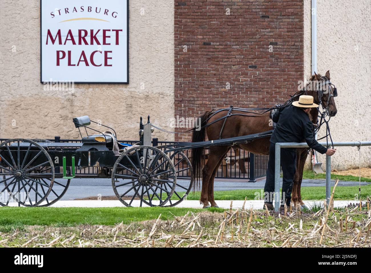 Amish uomo che pesta il suo cavallo e carrozza a Strasburg Market Place a Strasburg, Pennsylvania. (USA) Foto Stock